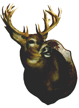 Taxidermy mount