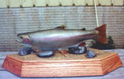 Rainbow Trout Champion