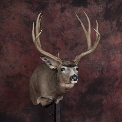 Deer mount full shop sneak