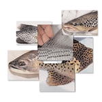 Fish Reference Photos
