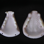 8113 - Bobcat Jawset with Tongue