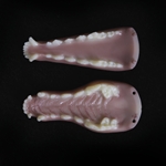 8116 - Gray Fox Jawset withTongue