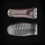 8115 - Whitetail Deer Jawset with Teeth