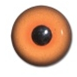 Competition Pheasant Eyes