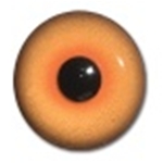 Competition Pheasant Eyes - Light Coloration