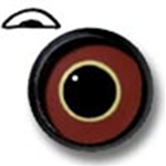 Tri Color Pheasant Eyes WITH Limbus Band