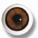 Bear Eyes