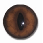 Red Fox Eyes