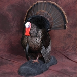 Turkey Base - 15