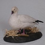 Upland and Waterfowl