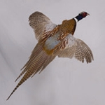 Upland Gamebirds