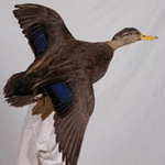 Waterfowl