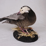 Waterfowl - Geese