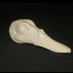 Waterfowl