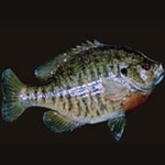 Bluegill Tail Up
