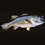 Largemouth Bass Tail Down