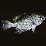 White/Black Crappie Tail Up