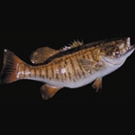 Smallmouth Bass Tail Up