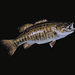 Smallmouth Bass Tail Down