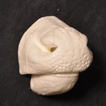 Whitetail Reference Nose