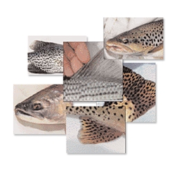 Fish Reference Photos