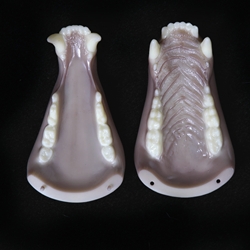 8112 - Black Bear Medium Jawset with Tongue