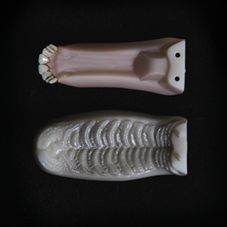 8115 - Whitetail Deer Jawset with Teeth