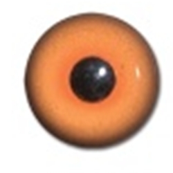 Competition Pheasant Eyes
