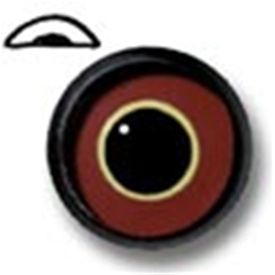 Tri Color Pheasant Eyes WITH Limbus Band