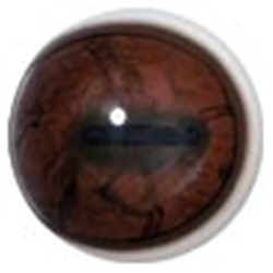 White Banded Eyes