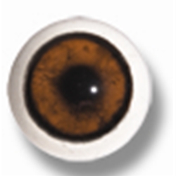 Bear Eyes