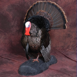 Turkey Base - 15