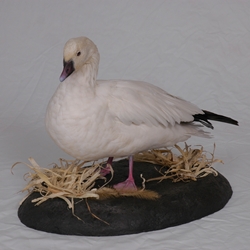 Upland and Waterfowl