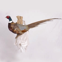Upland Gamebirds