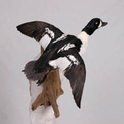 Waterfowl