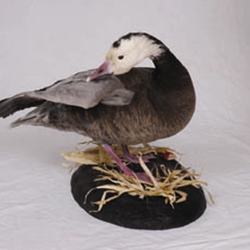 Waterfowl - Geese
