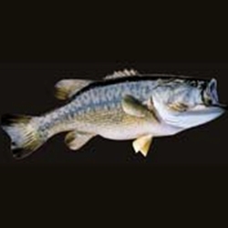 Largemouth Bass Tail Down