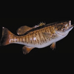 Smallmouth Bass Tail Up