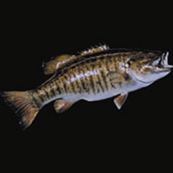 Smallmouth Bass Tail Down