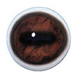 White Banded Eyes