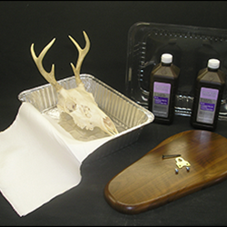 European Skull Mount Kit