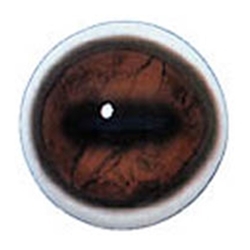 Blue Glint Eyes (Click Here)