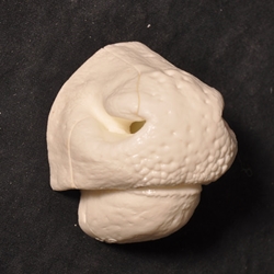 Whitetail Reference Nose