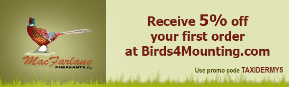 Birds 4 Mounting Promo Banner